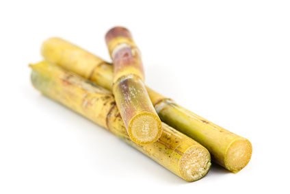 קנה סוכר (למציצה)